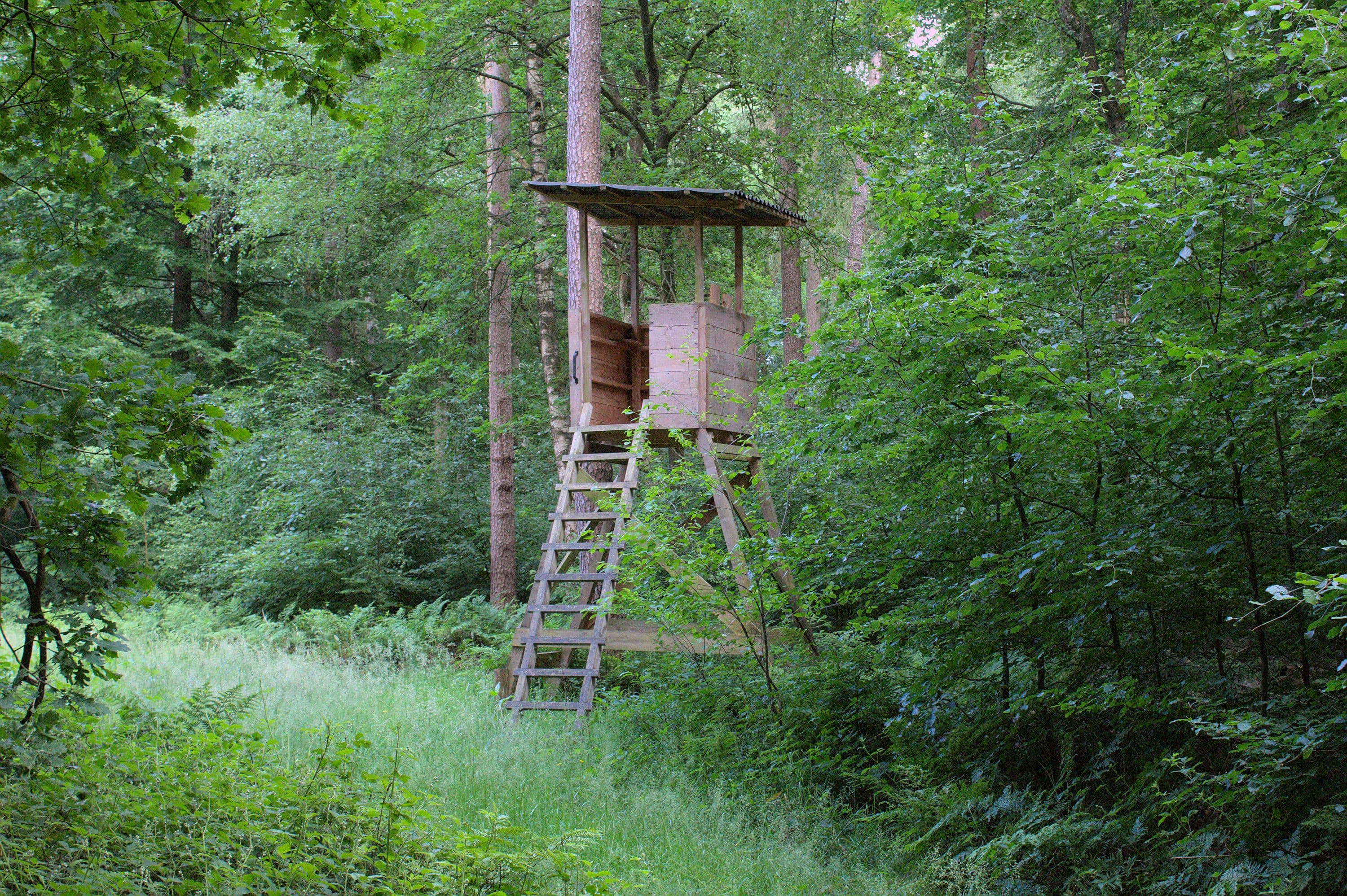 Ein Hochsitz im grünen Wald